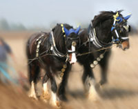 working horses